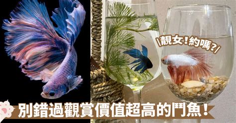 養觀賞魚|養魚新手避坑指南